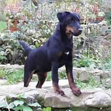 Deutscher Jagdterrier